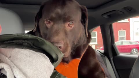 Labrador Humphrey Shakes Hood