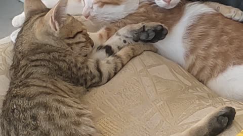 Beautiful Cat's Baby Enjoying Sunshade 🥺