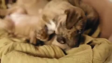 Funny Pitbull | Funny Puppies | Funny Dog | Pitbull Puppies Playing