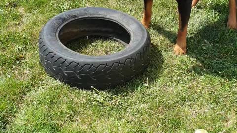 Dog playing with the tire