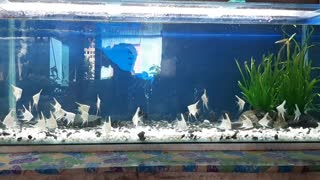 AQUARIUM FISH (Platinum Angel Fish)