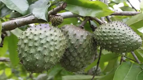 How to eat SOURSOP!! PLEASE WATCH for full BENEFITS!!