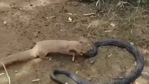 Black Cobra Can't Escape from the Attacks of little Mongoose