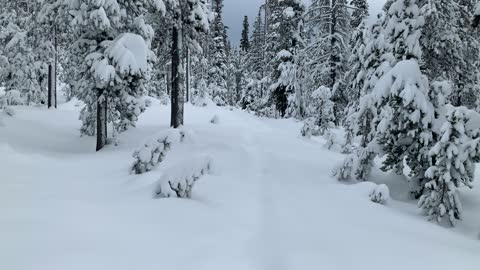 Blanketed in White – Central Oregon – Vista Butte Sno-Park – 4K