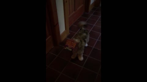 Puppy gets head stuck in tissue box