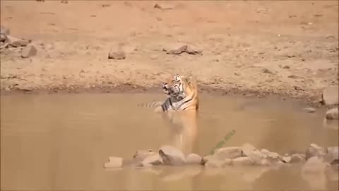 The Lion's Leg Was Bitten Off By Hyena During A Fierce Confrontation Over Food - Lion Vs Hyenas