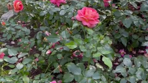 Rose garden therapy