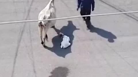 Cow give thanks man for save Baby cow