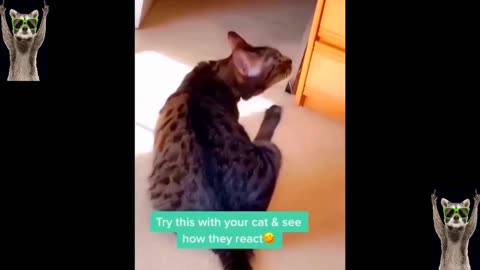 Funniest Cats And Dogs Videos 😂 - Best Funny Animal Videos 2023 😅 # 5