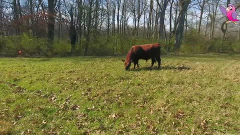 Cows grazing pasture #relaxing