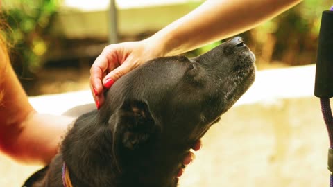 most dangerous dog in the world 🐕| Black Labrador video