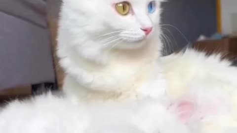 Turkish angora | Mother and daughter love ♥️