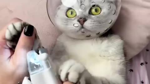 How to trim nail 💅 of cat