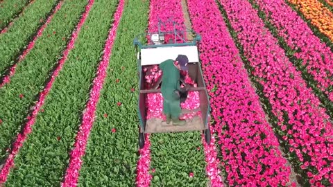 Amazing Tulip Fields