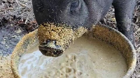 Momma pig chowing down