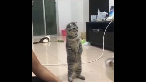 Standing cat