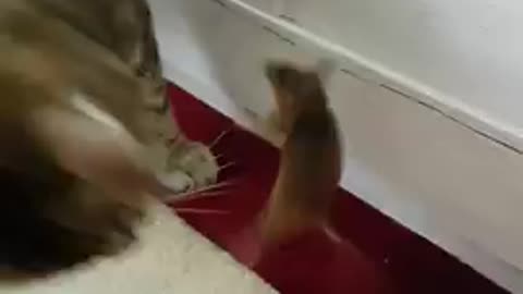 Cat And Mouse Playing Together 🤣🤣