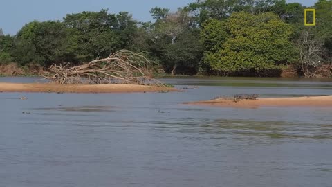 Jaguar Attacks Crocodile Cousin (EXCLUSIVE VIDEO)!