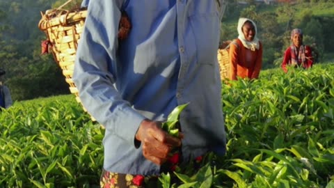 African women plucking tea leaves