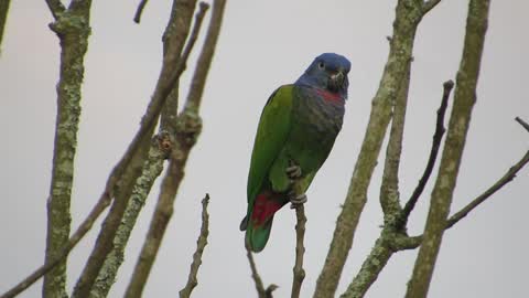 Parrot babbler