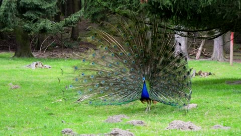 Male Peacock Displaying His Eye-Spotted Tail