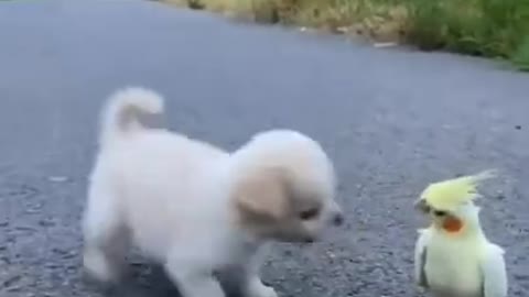 Cute puppy with parrot viral video