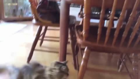 sleepy cat falls down