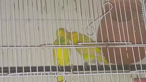 Australian budgies kissing 😘 😘 😘 scene | Love birds kissing.