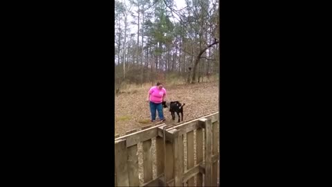 hilarious animal super funny