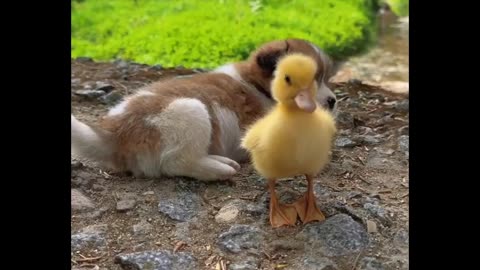 Puppy love with duck