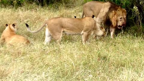 Wildlife: Two Lions Fight to See Who's King!