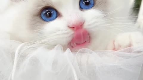 Blue eyed white beautiful cat