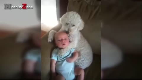 Cats and dogs protecting babies