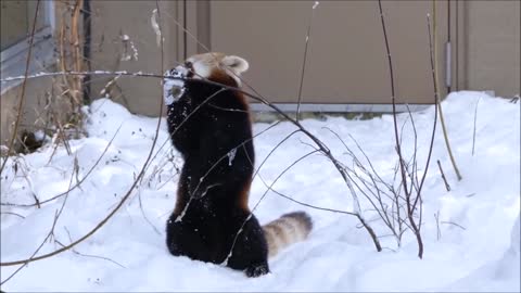 AMAZING Rare Red Panda Playing In The Snow