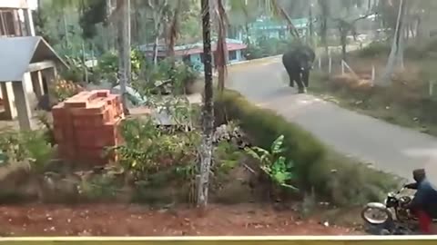 It's Horrible! Angry Elephant Attacks Cars And Tourists Too Brutal || Wild Animals Attack