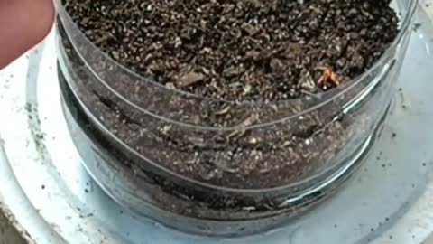 Viral Short-How to grow Ashoka flowers from leaves/leaf sticks