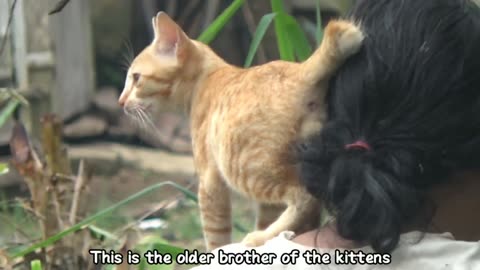 Mother Cat Breastfeeding her Kittens. The Kittens are bigger now