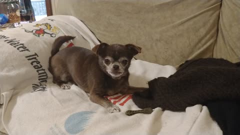 Chihuahua Loves her Whimzee