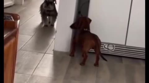 Doggy waits to jump scare his brother~So adorable