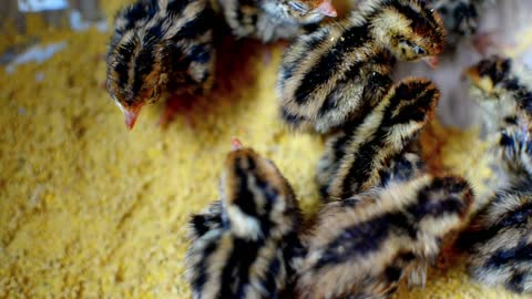 Chicks in a pool