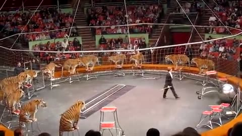 Tiger is in the circus