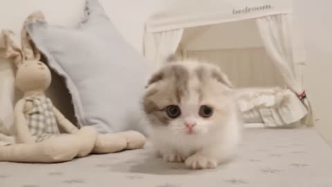 Cute kitten video with short leg😍😍