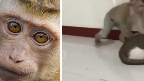 A monkey pulls a big cat in a very funny way