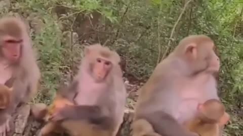 Cute monkey lovers l animals lover l animals l monkey