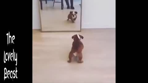 Puppy is Scared of Himself in the mirror 🤣😂