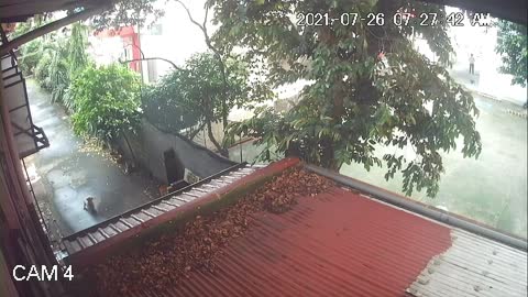 Maltese Unharmed When Typhoon Topples Tree Limb