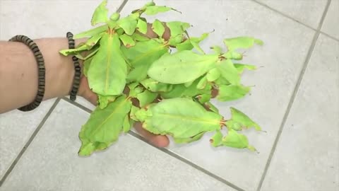 Leaf Insects Crawl On Hand