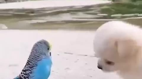 Friendship / puppy and bird . A beautiful moment