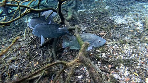 Exploring Florida Springs