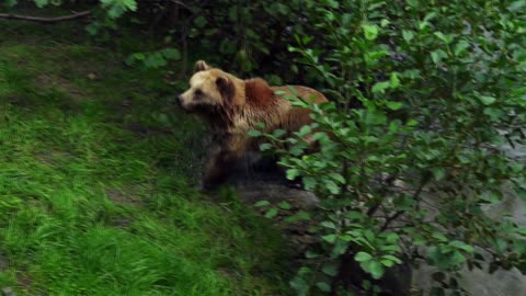 Bear enjoy swimming